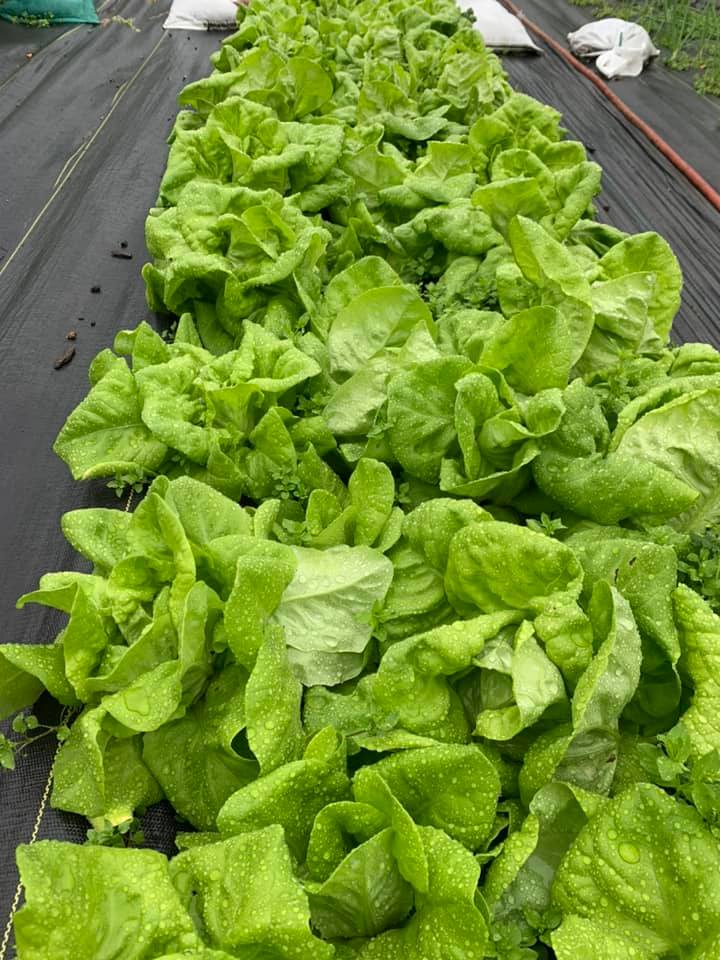 Green Butter Lettuce image 0