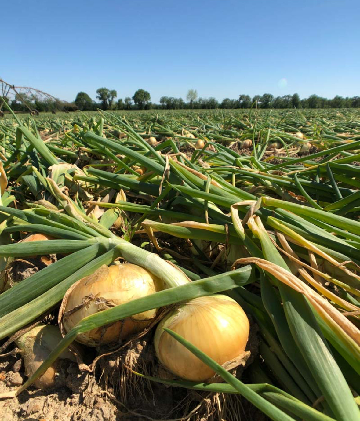Sweet Vidalia Onions-EACH image 1