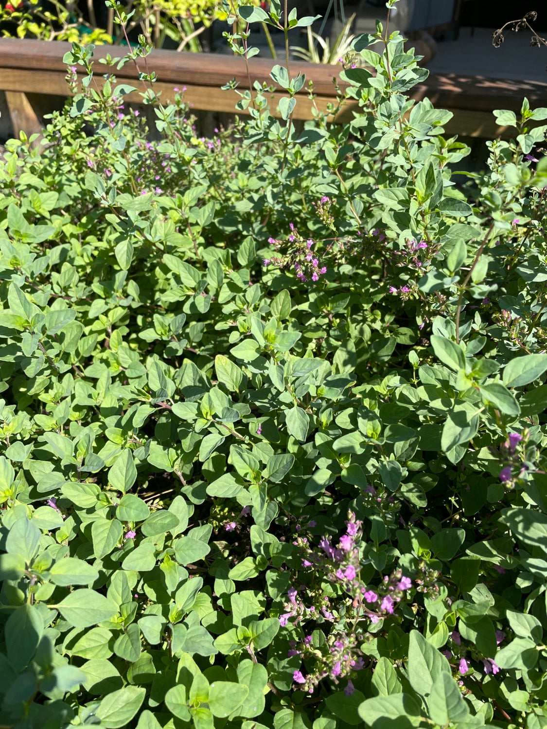 Fresh Cut Herbs image 4