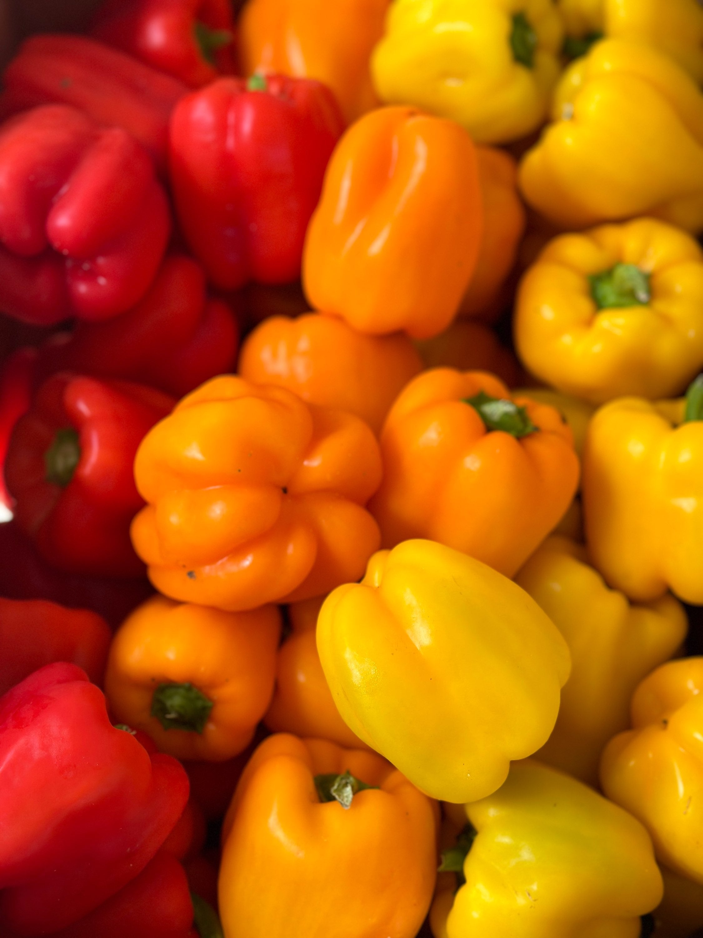 Yellow & Red Mini Bell Peppers -Pound image 2
