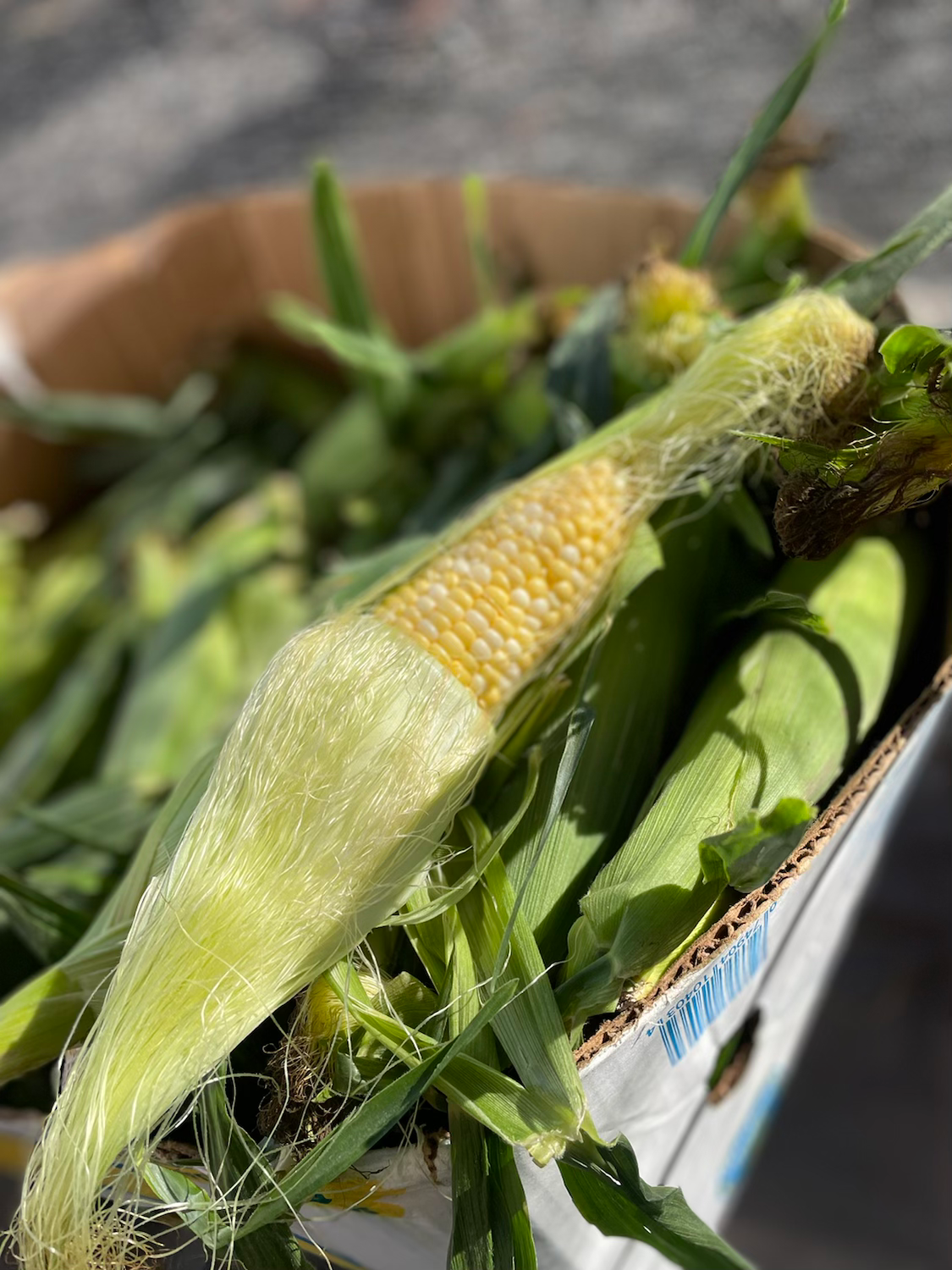 Corn - Peaches & Cream  image 0