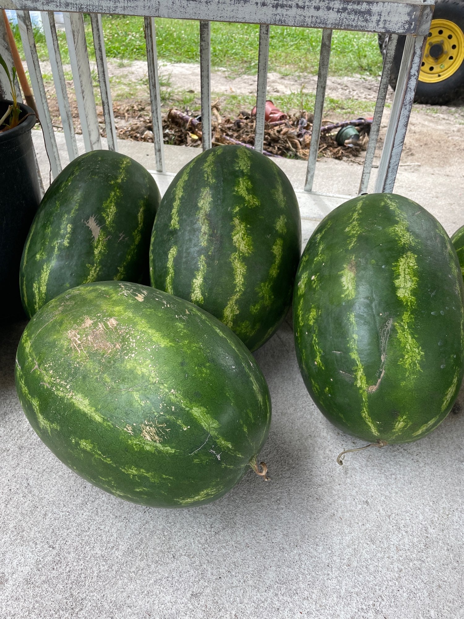 Seedless & Seeded Watermelon- Available at Stand Only image 1