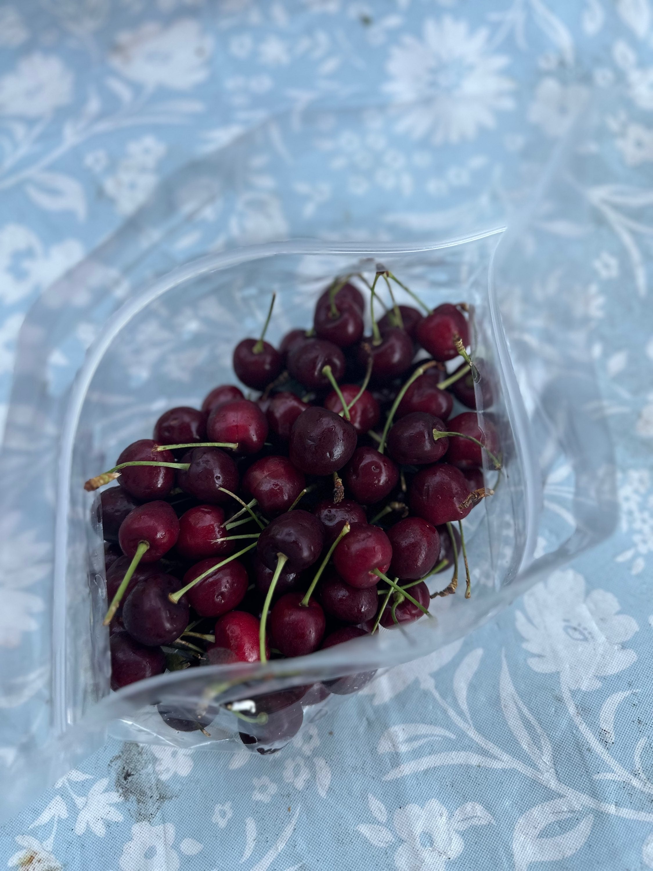 Bing cherries -1 pound image 0