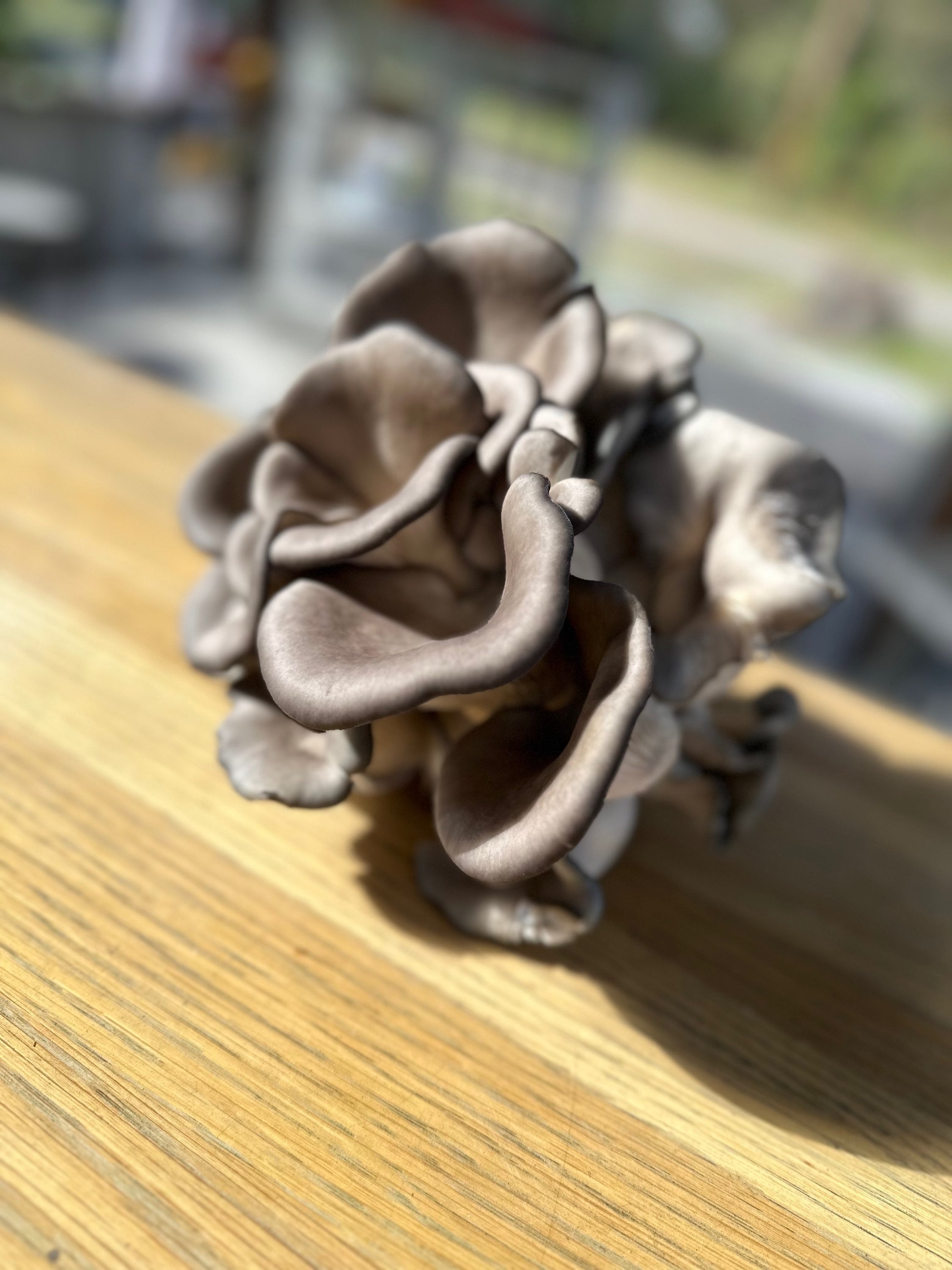 Blue Oyster Mushrooms- 8 oz image 0