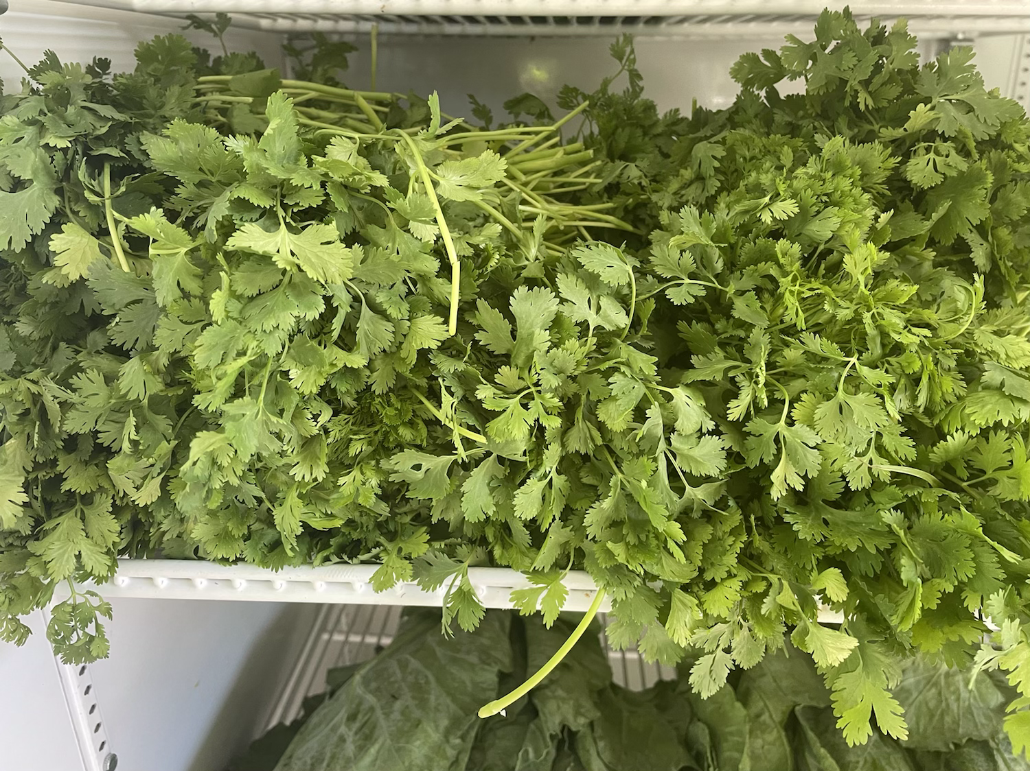 Fresh Cilantro Bundle 3 oz image 0