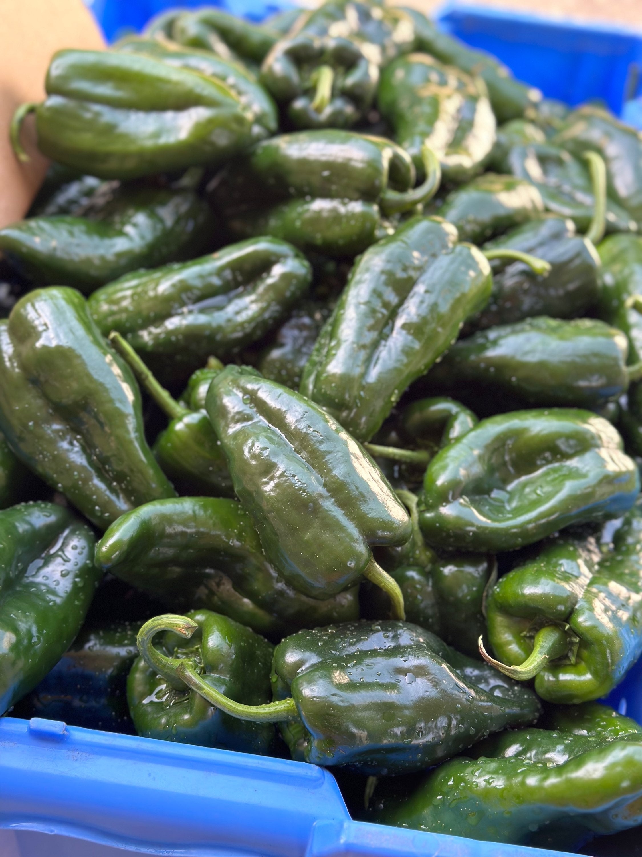  Poblano peppers- each image 1