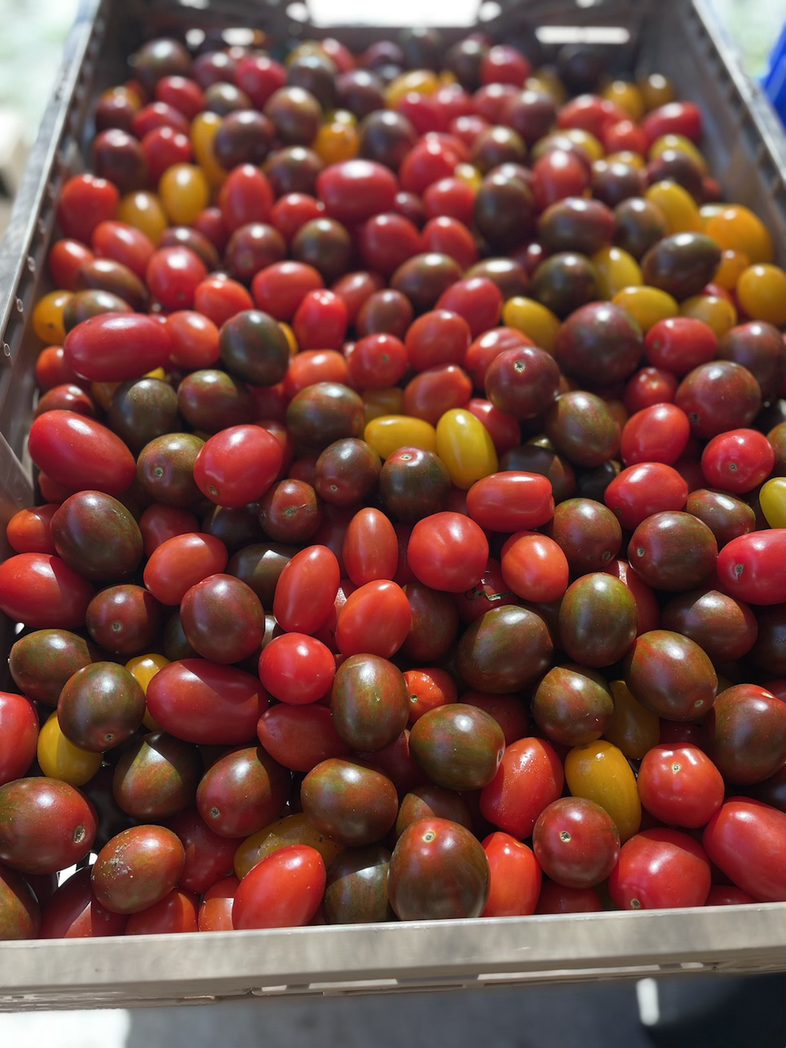 Heirloom Grape tomatoes  image 0