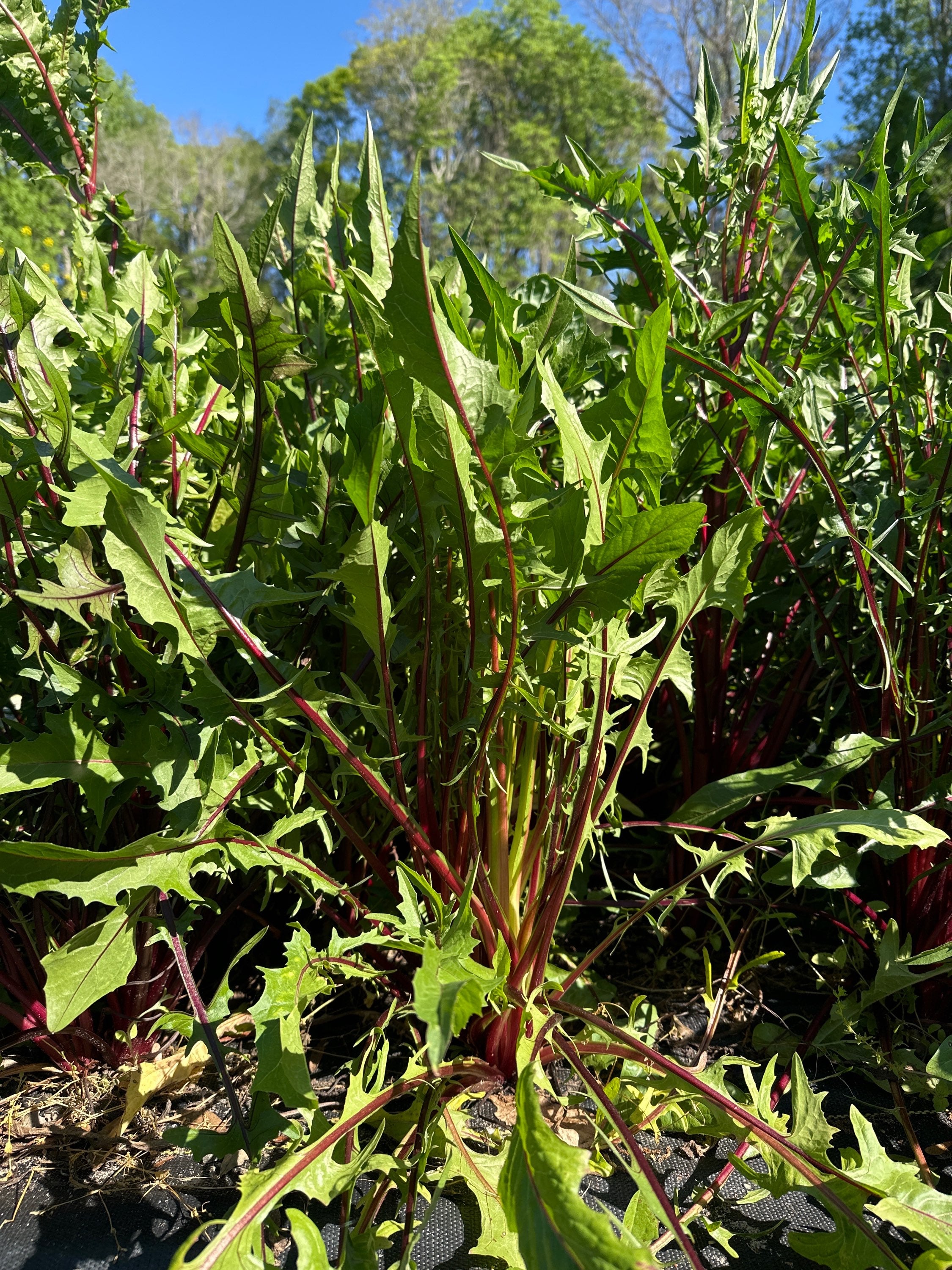 Dandelion greens - bundle image 0
