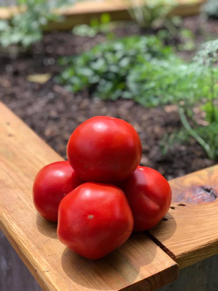 Red Tomatoes each image 0
