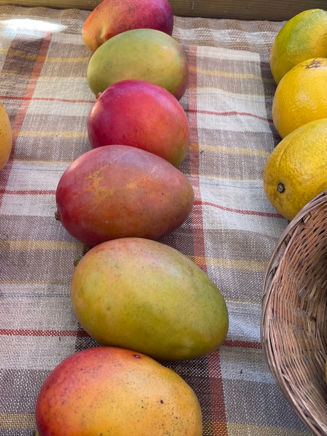 Kent Mango image 0