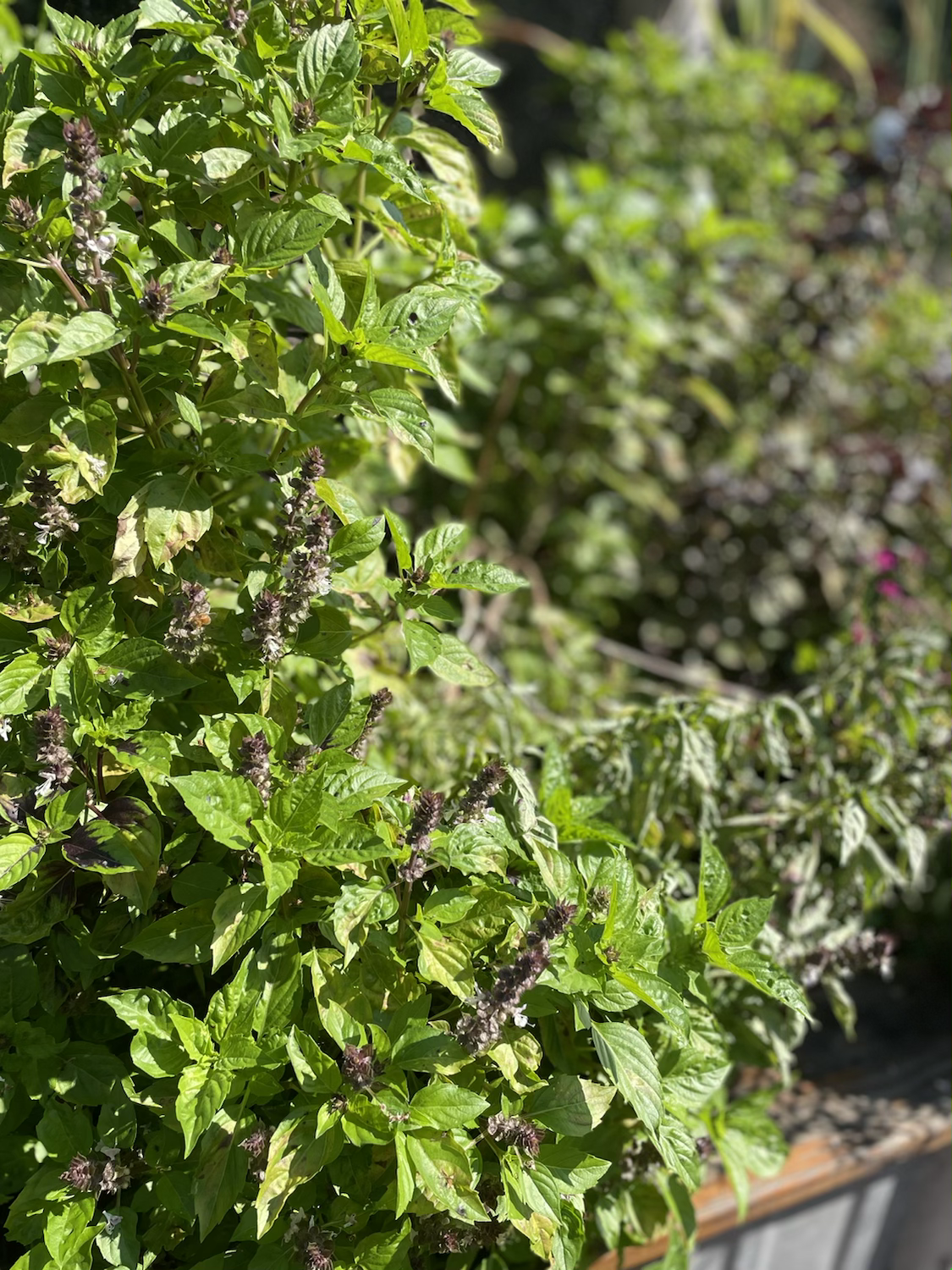 Fresh Cut Herbs image 2